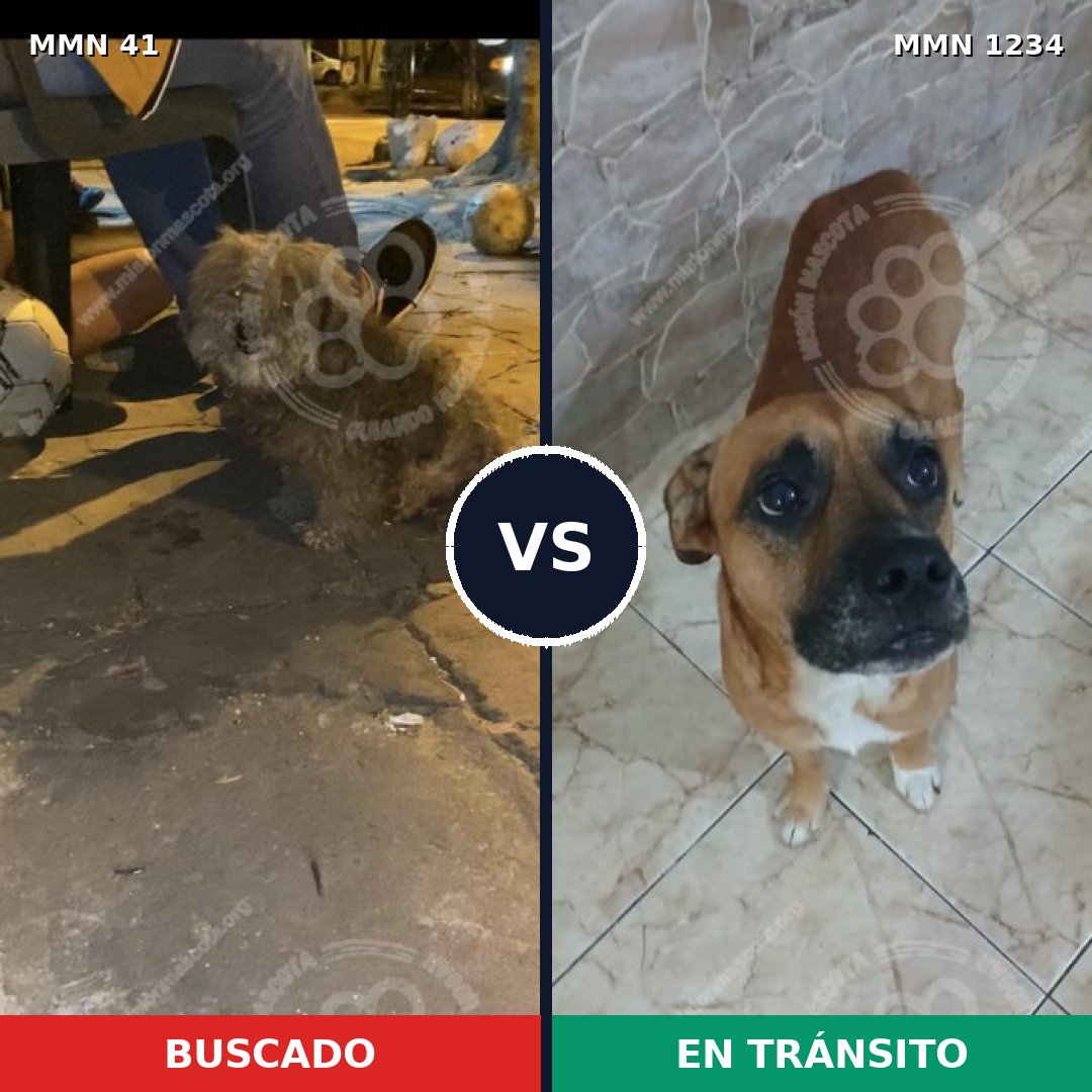 Comparativa MMS 19889: mascota perdida y mascota encontrada, 40% de similitud