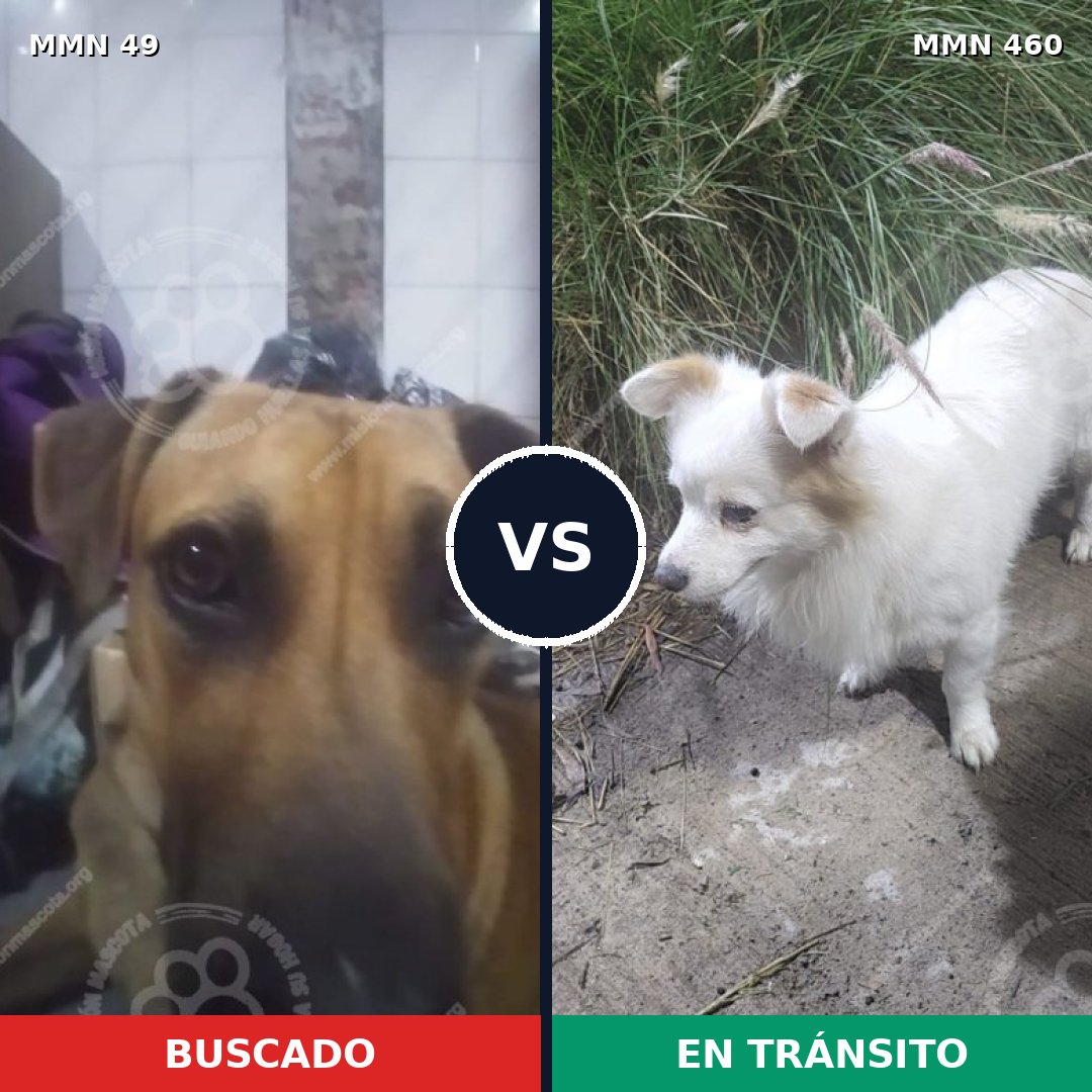 Comparativa MMS 1989: mascota perdida y mascota encontrada, 45% de similitud