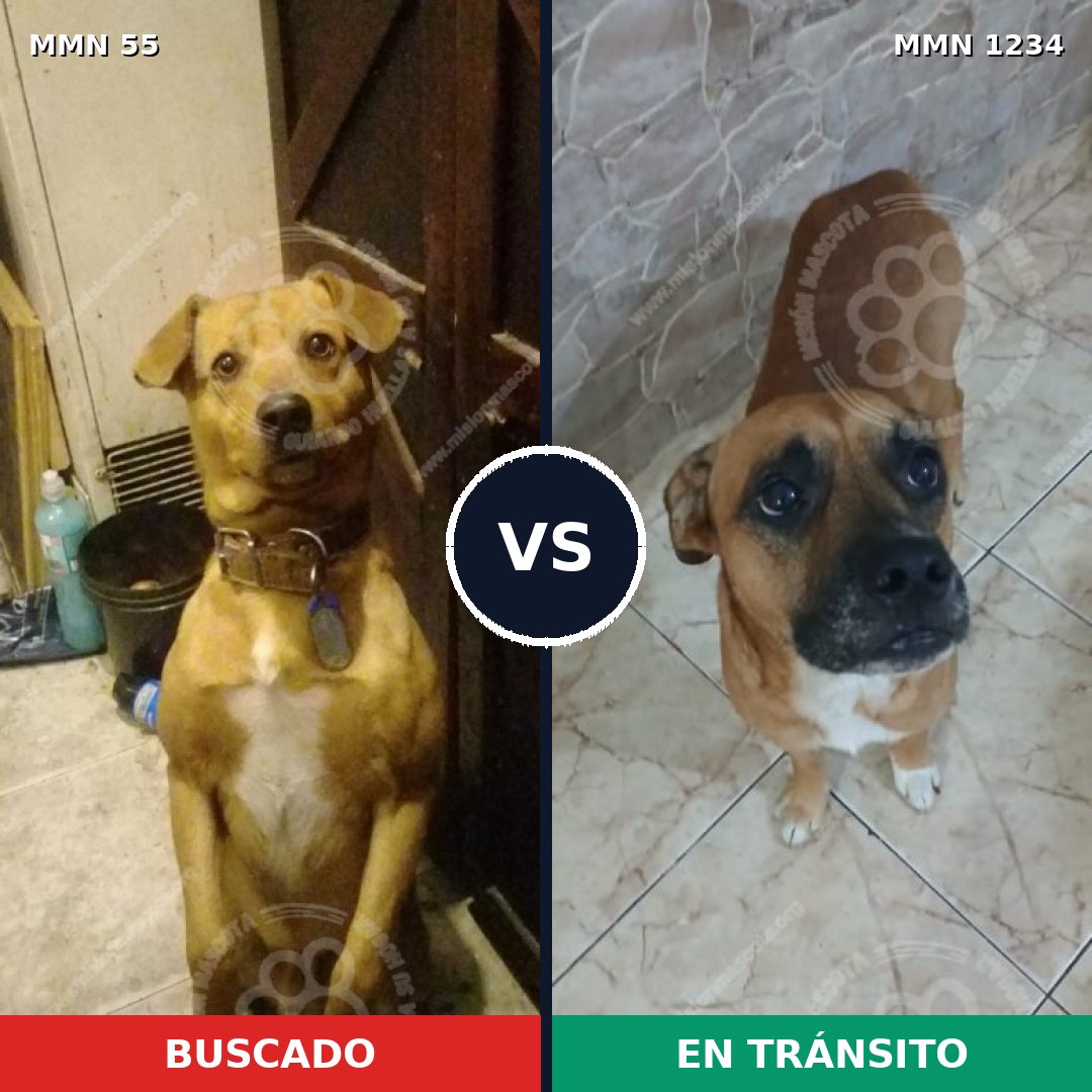 Comparativa MMS 19891: mascota perdida y mascota encontrada, 51% de similitud