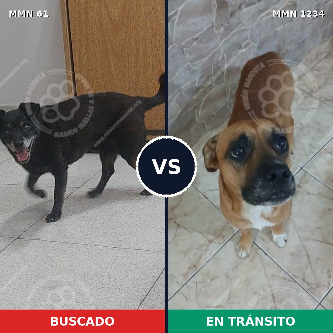 Comparativa MMS 19892: mascota perdida y mascota encontrada, 50% de similitud