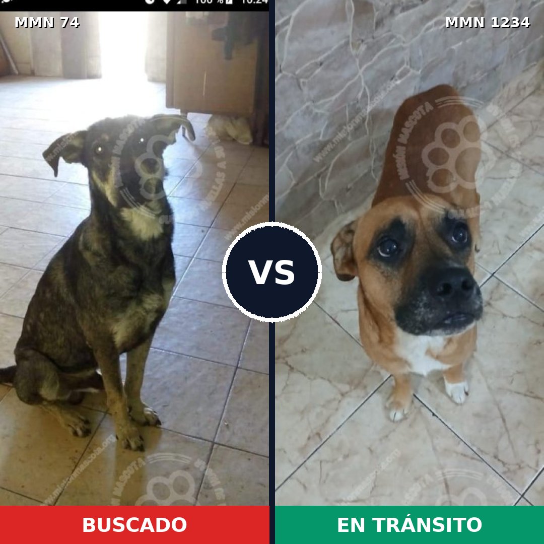 Comparativa MMS 19893: mascota perdida y mascota encontrada, 61% de similitud
