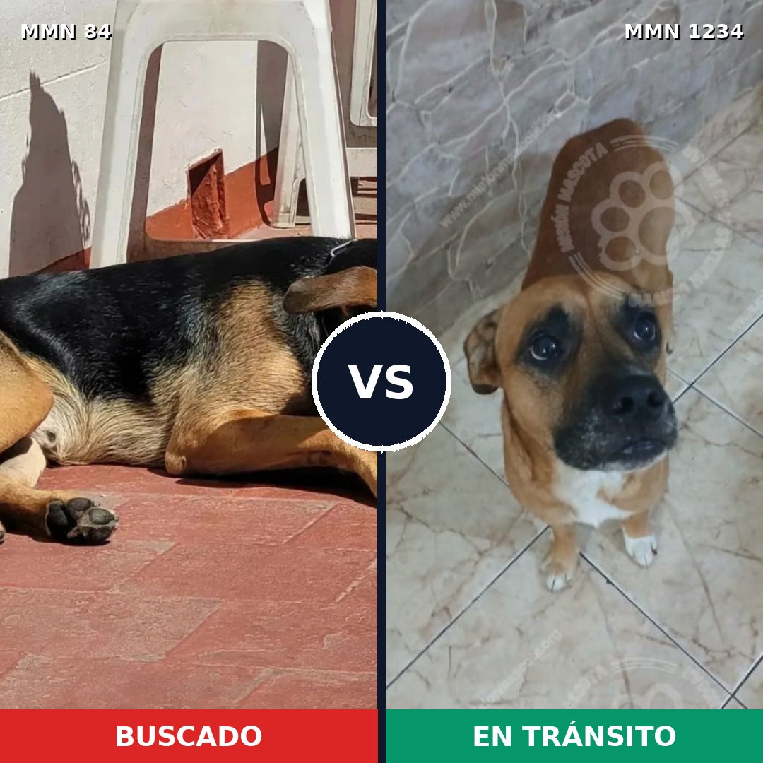 Comparativa MMS 19894: mascota perdida y mascota encontrada, 64% de similitud