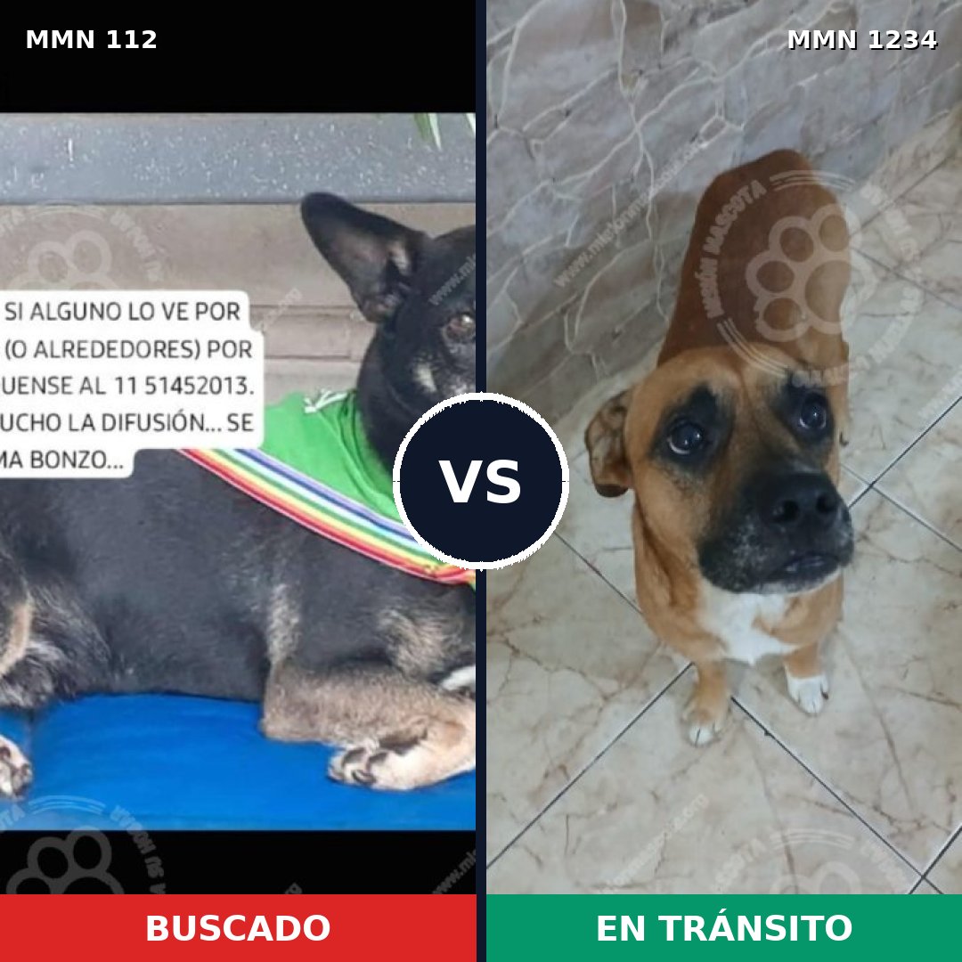 Comparativa MMS 19895: mascota perdida y mascota encontrada, 50% de similitud