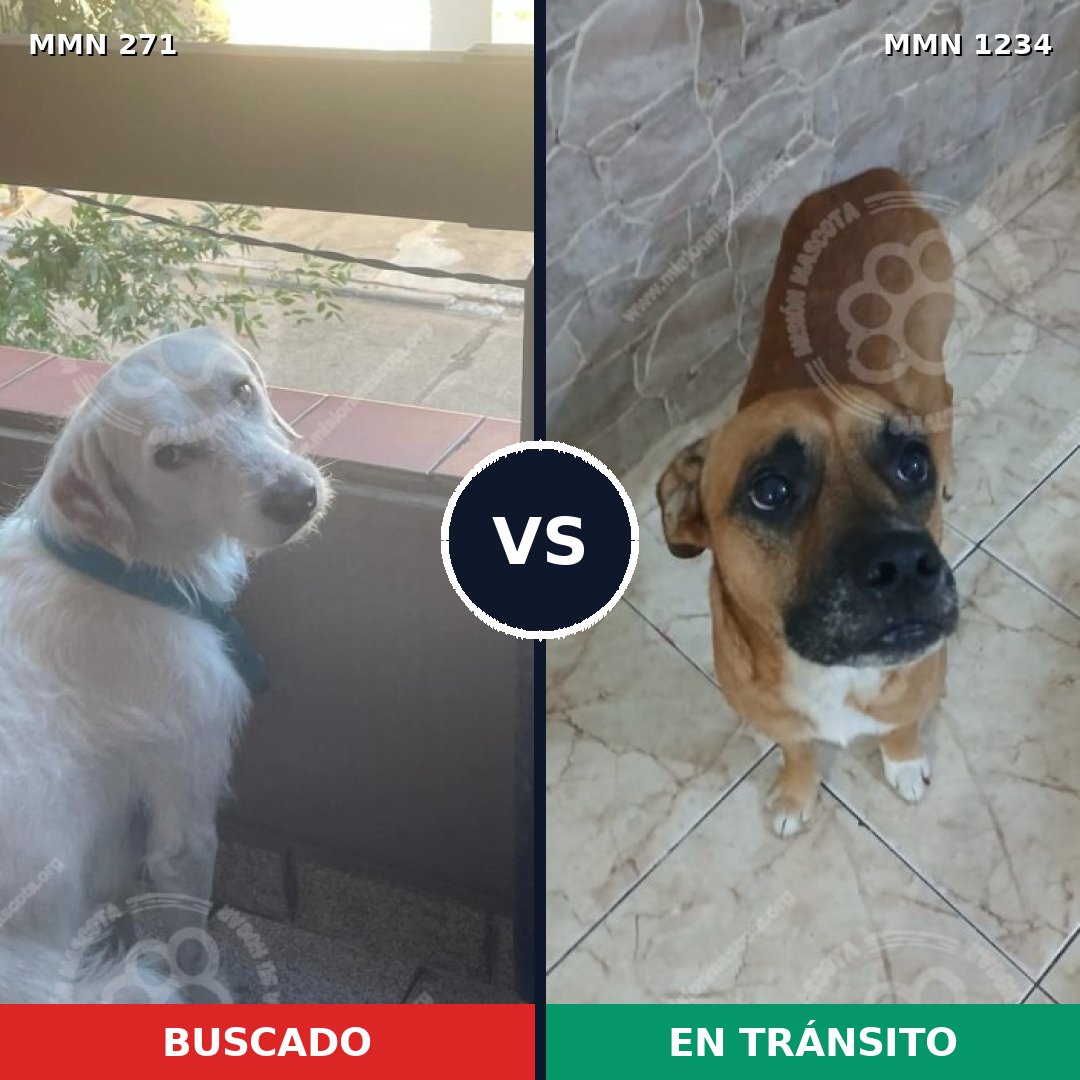 Comparativa MMS 19897: mascota perdida y mascota encontrada, 51% de similitud