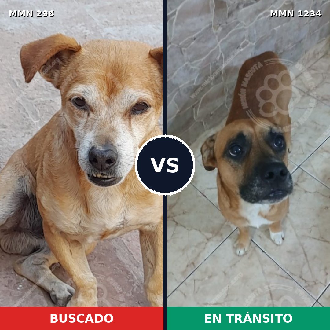 Comparativa MMS 19898: mascota perdida y mascota encontrada, 50% de similitud