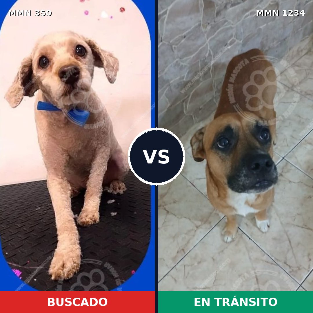 Comparativa MMS 19899: mascota perdida y mascota encontrada, 33% de similitud