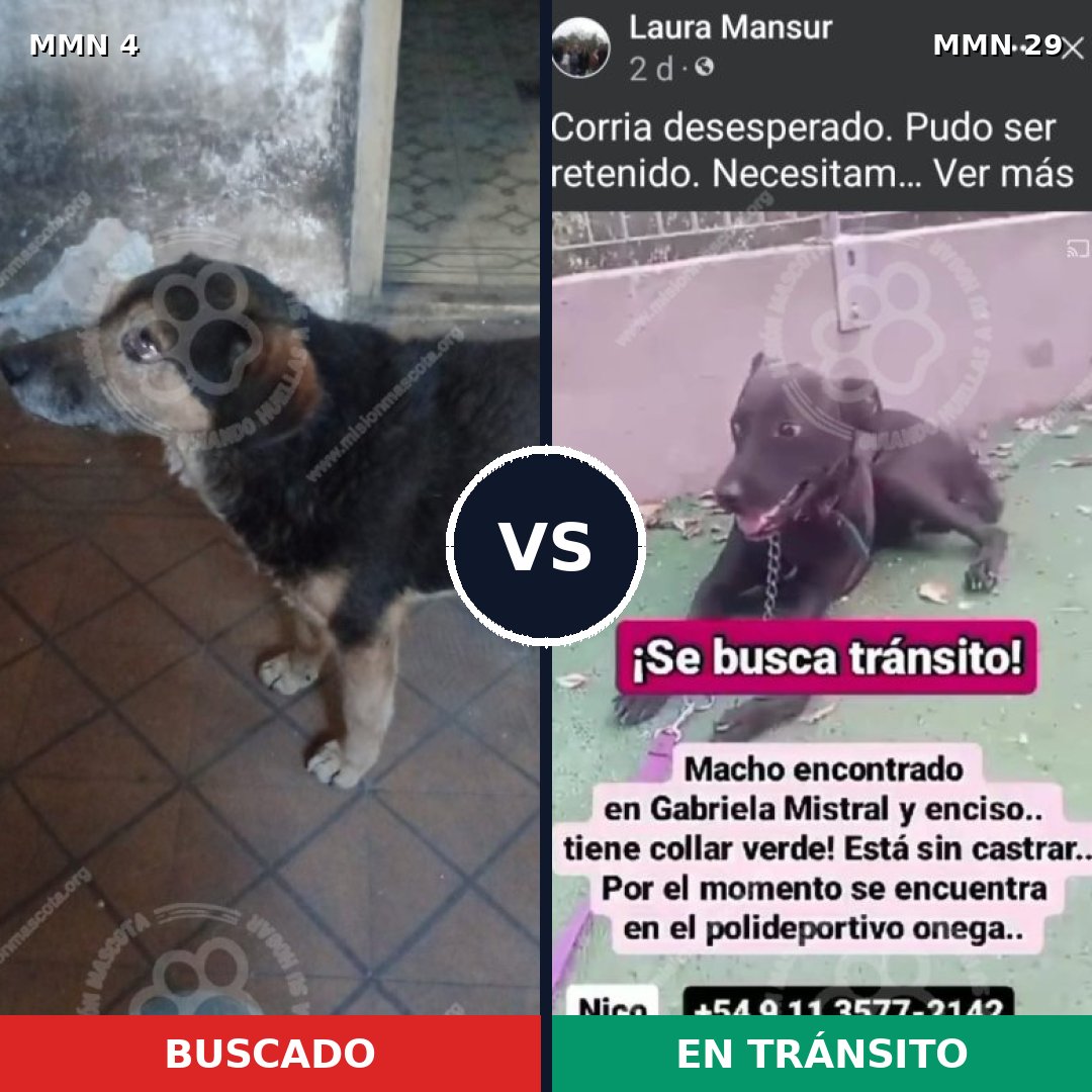 Comparativa MMS 199: mascota perdida y mascota encontrada, 71% de similitud
