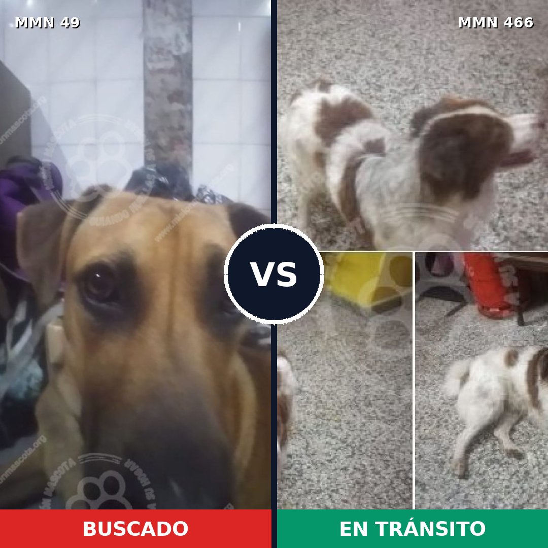 Comparativa MMS 1990: mascota perdida y mascota encontrada, 57% de similitud