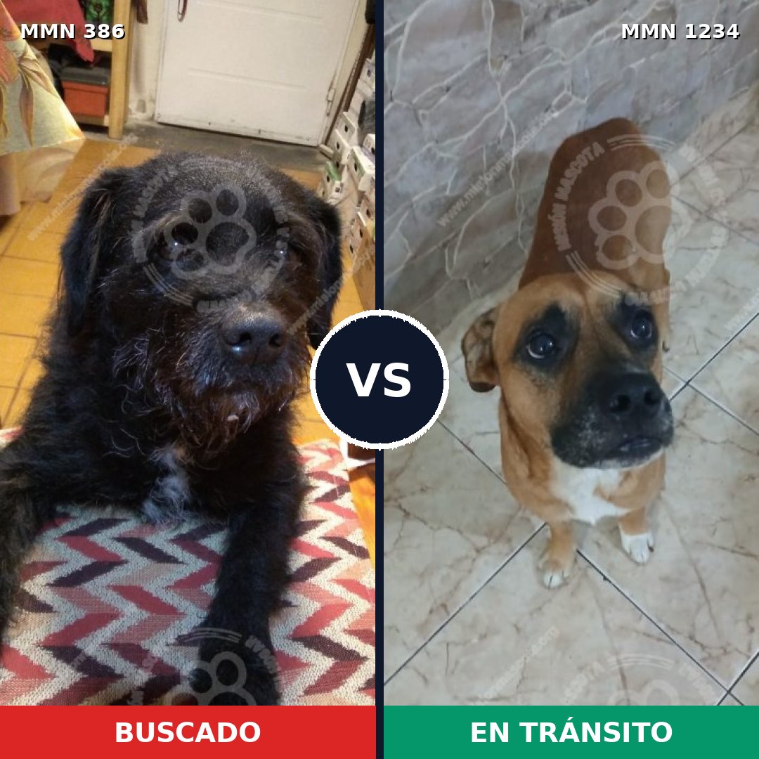 Comparativa MMS 19900: mascota perdida y mascota encontrada, 55% de similitud