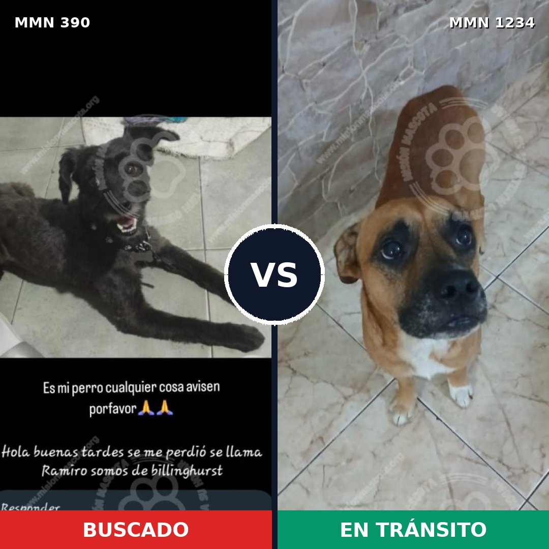 Comparativa MMS 19901: mascota perdida y mascota encontrada, 43% de similitud