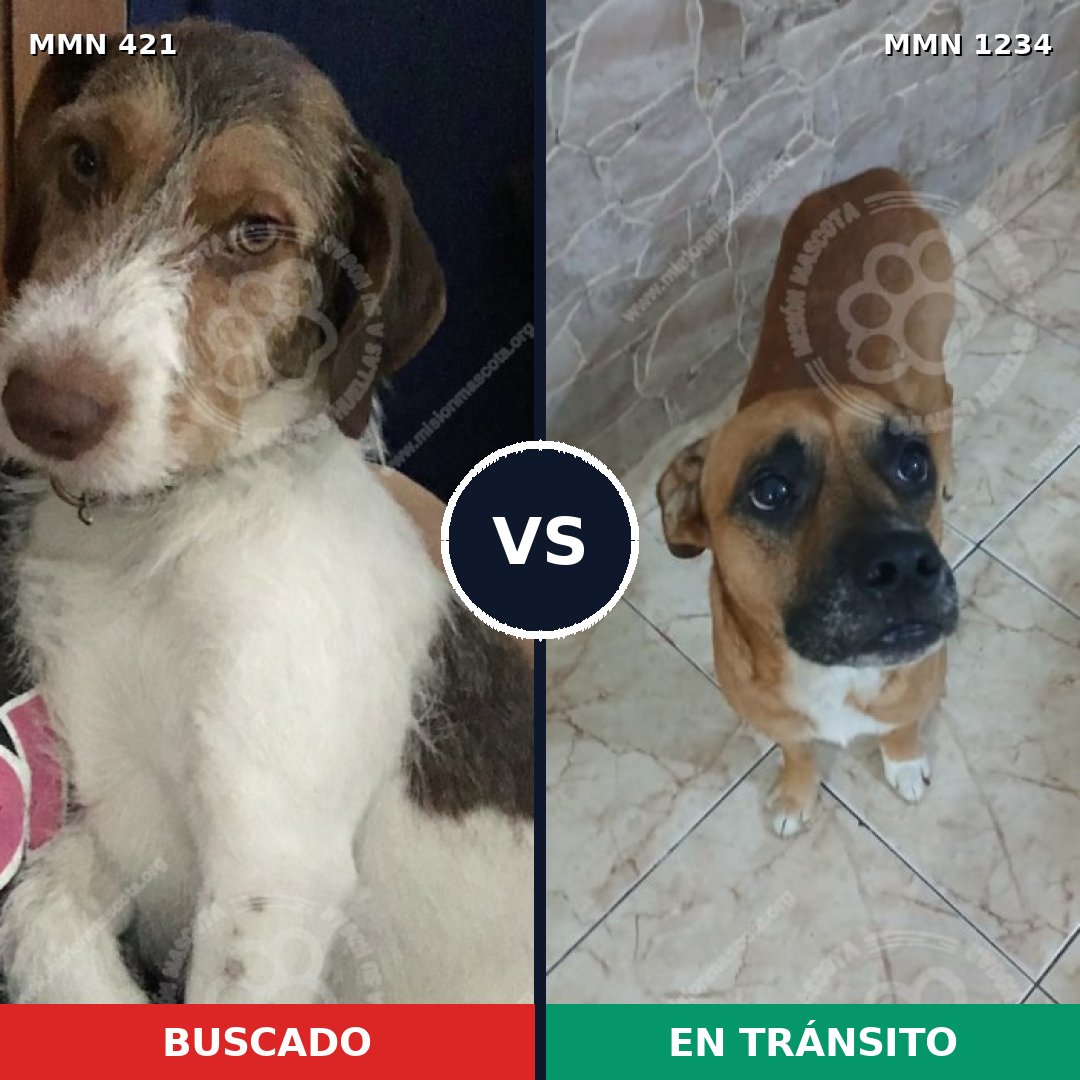 Comparativa MMS 19903: mascota perdida y mascota encontrada, 58% de similitud