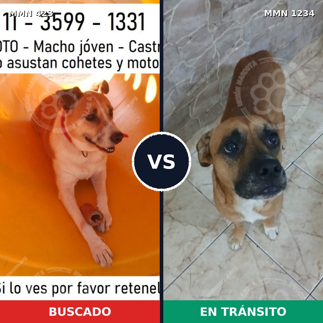 Comparativa MMS 19904: mascota perdida y mascota encontrada, 56% de similitud