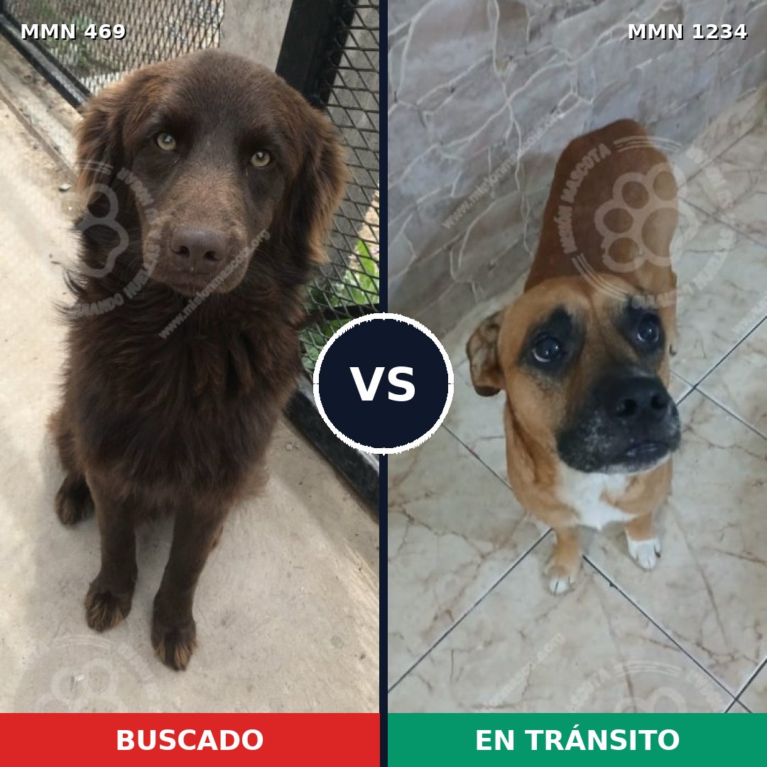 Comparativa MMS 19908: mascota perdida y mascota encontrada, 60% de similitud