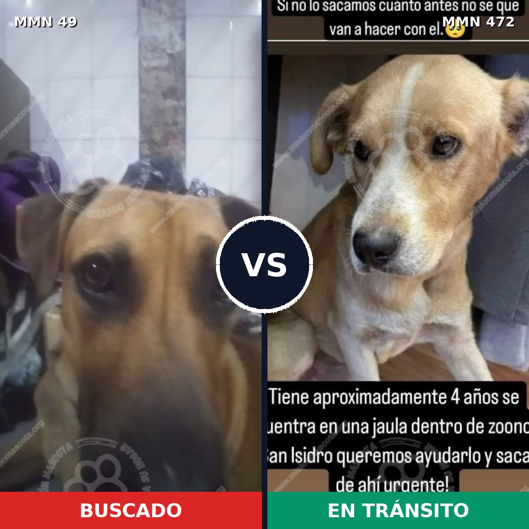 Comparativa MMS 1991: mascota perdida y mascota encontrada, 59% de similitud
