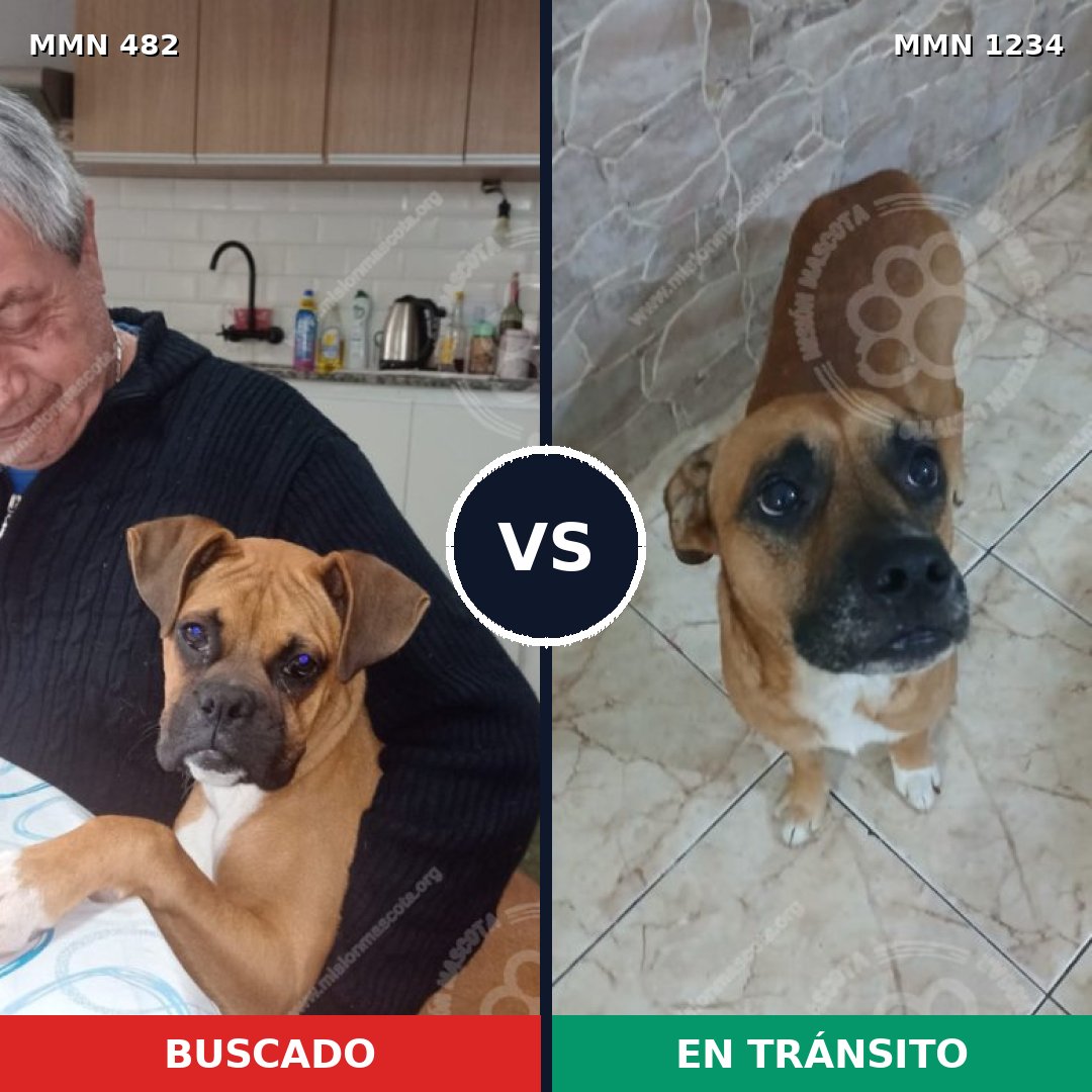 Comparativa MMS 19911: mascota perdida y mascota encontrada, 47% de similitud