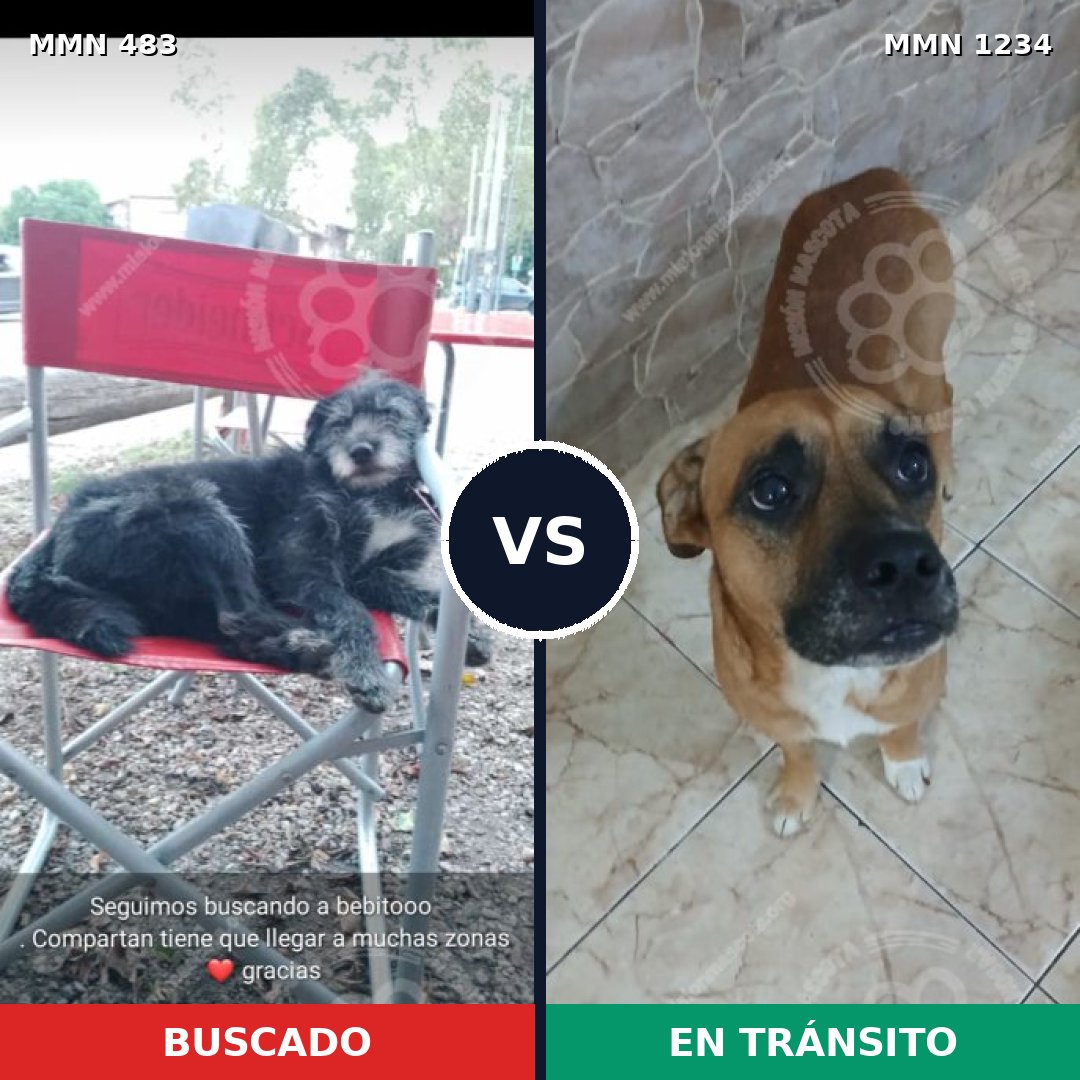Comparativa MMS 19912: mascota perdida y mascota encontrada, 56% de similitud