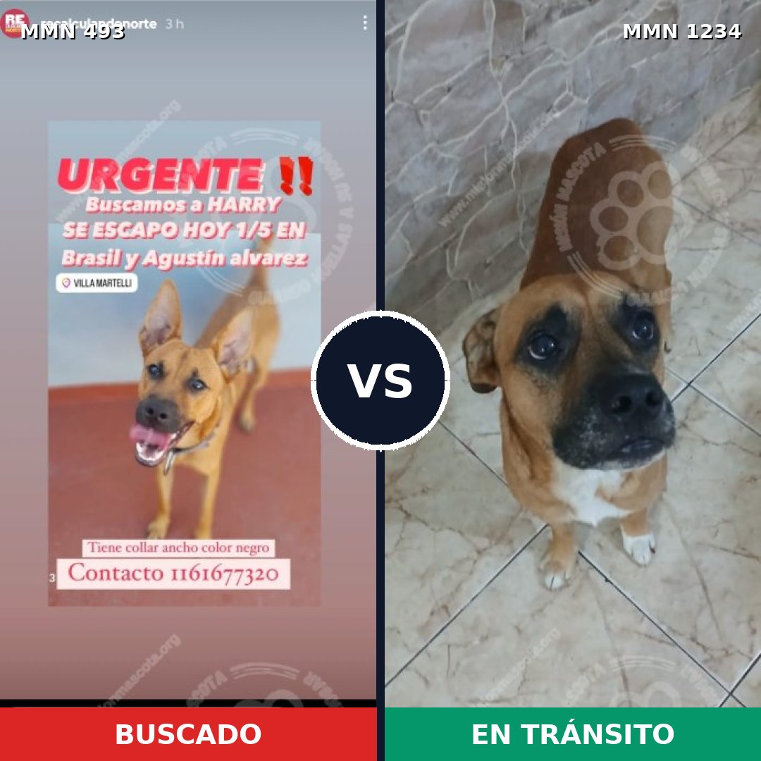 Comparativa MMS 19913: mascota perdida y mascota encontrada, 58% de similitud