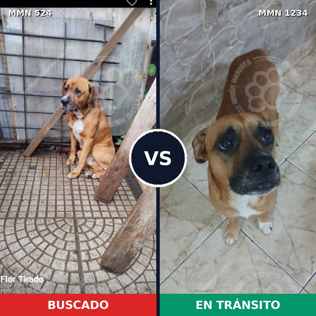Comparativa MMS 19914: mascota perdida y mascota encontrada, 76% de similitud