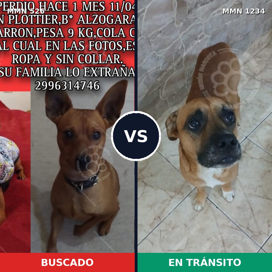 Comparativa MMS 19915: mascota perdida y mascota encontrada, 29% de similitud