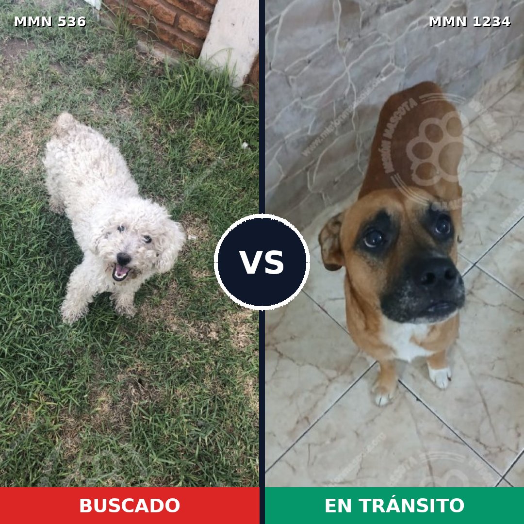 Comparativa MMS 19917: mascota perdida y mascota encontrada, 26% de similitud