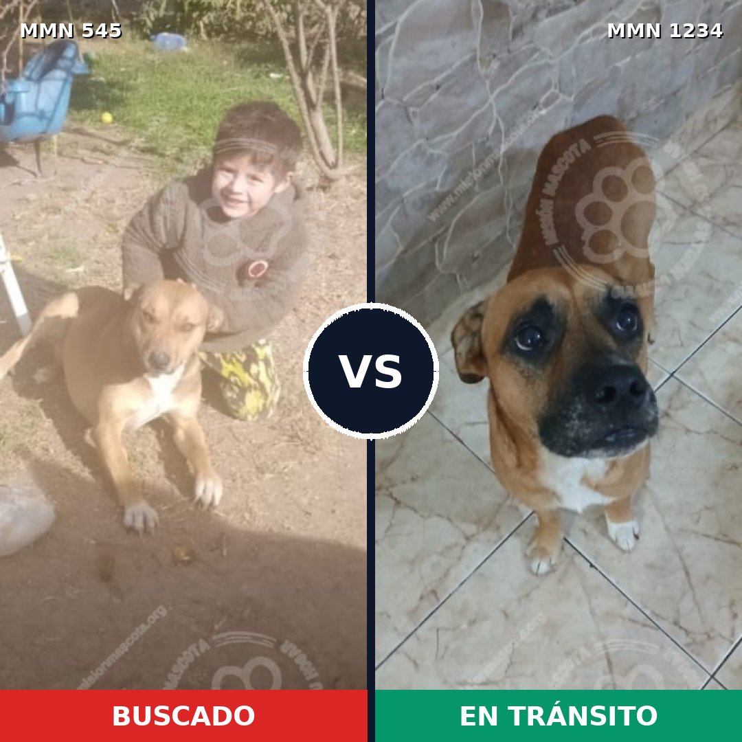 Comparativa MMS 19918: mascota perdida y mascota encontrada, 43% de similitud