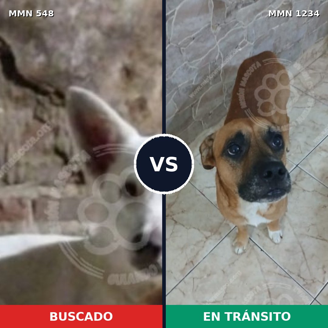 Comparativa MMS 19919: mascota perdida y mascota encontrada, 48% de similitud