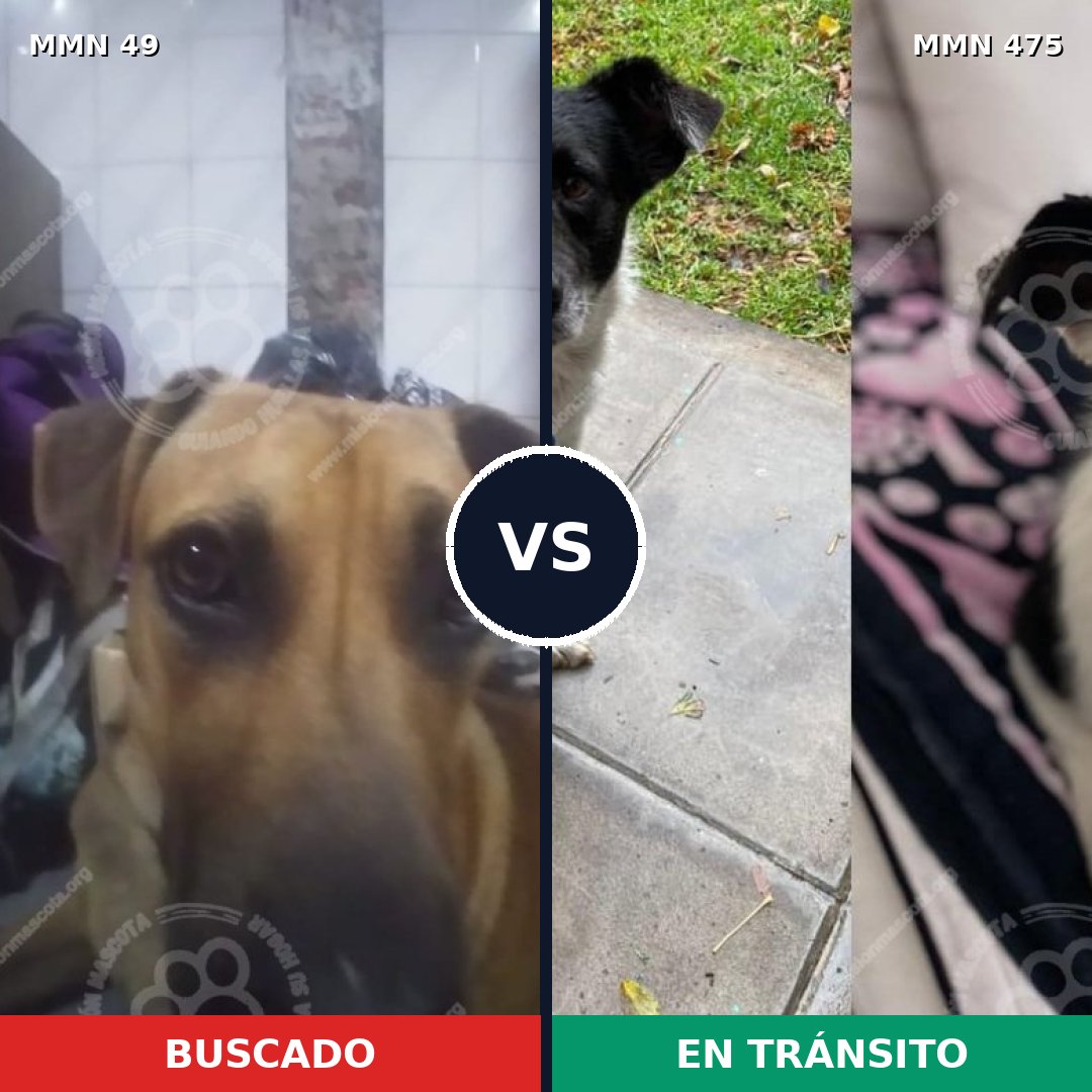 Comparativa MMS 1992: mascota perdida y mascota encontrada, 59% de similitud