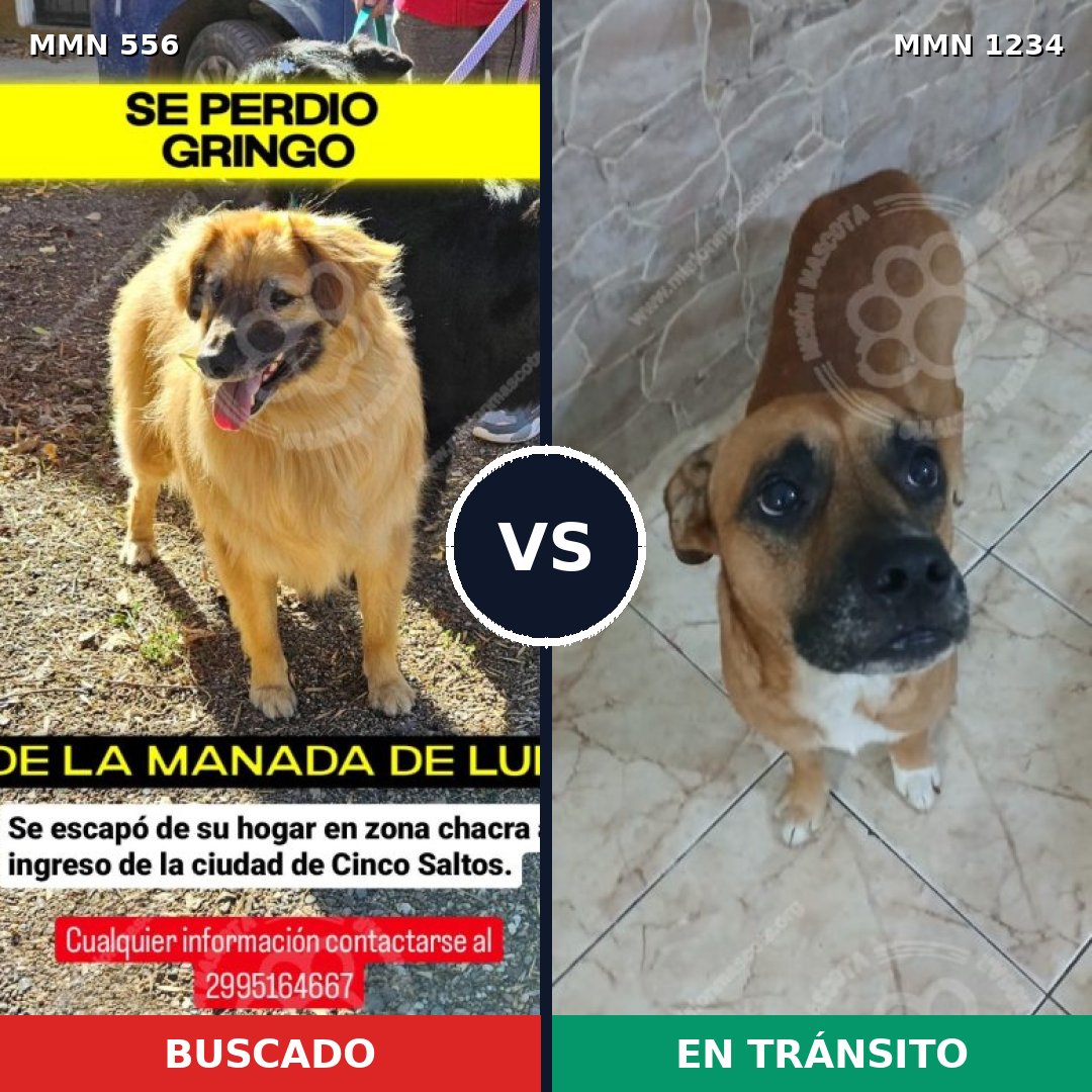 Comparativa MMS 19920: mascota perdida y mascota encontrada, 47% de similitud