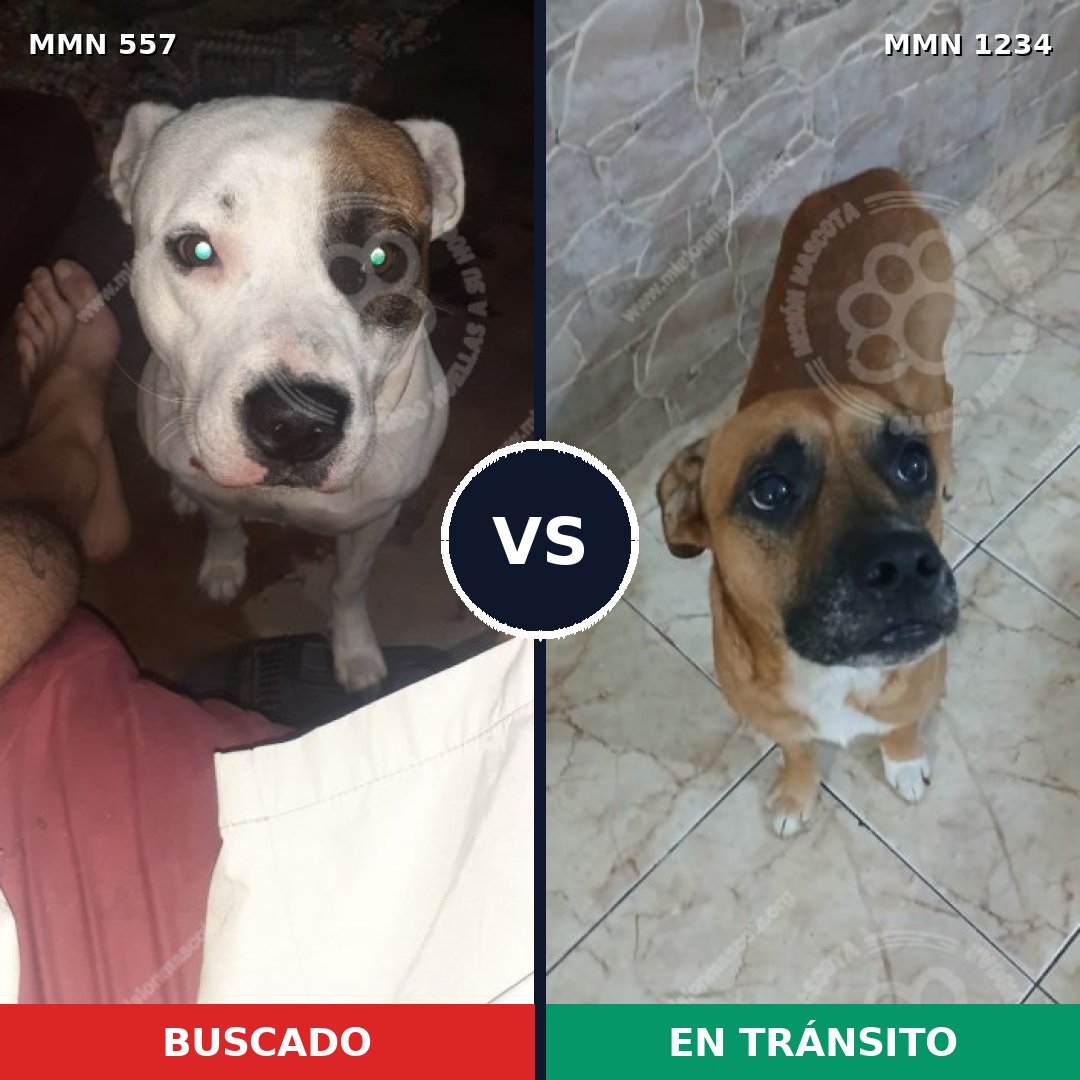 Comparativa MMS 19921: mascota perdida y mascota encontrada, 41% de similitud