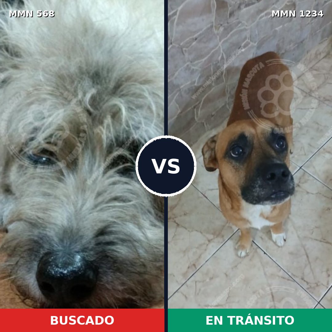 Comparativa MMS 19922: mascota perdida y mascota encontrada, 53% de similitud
