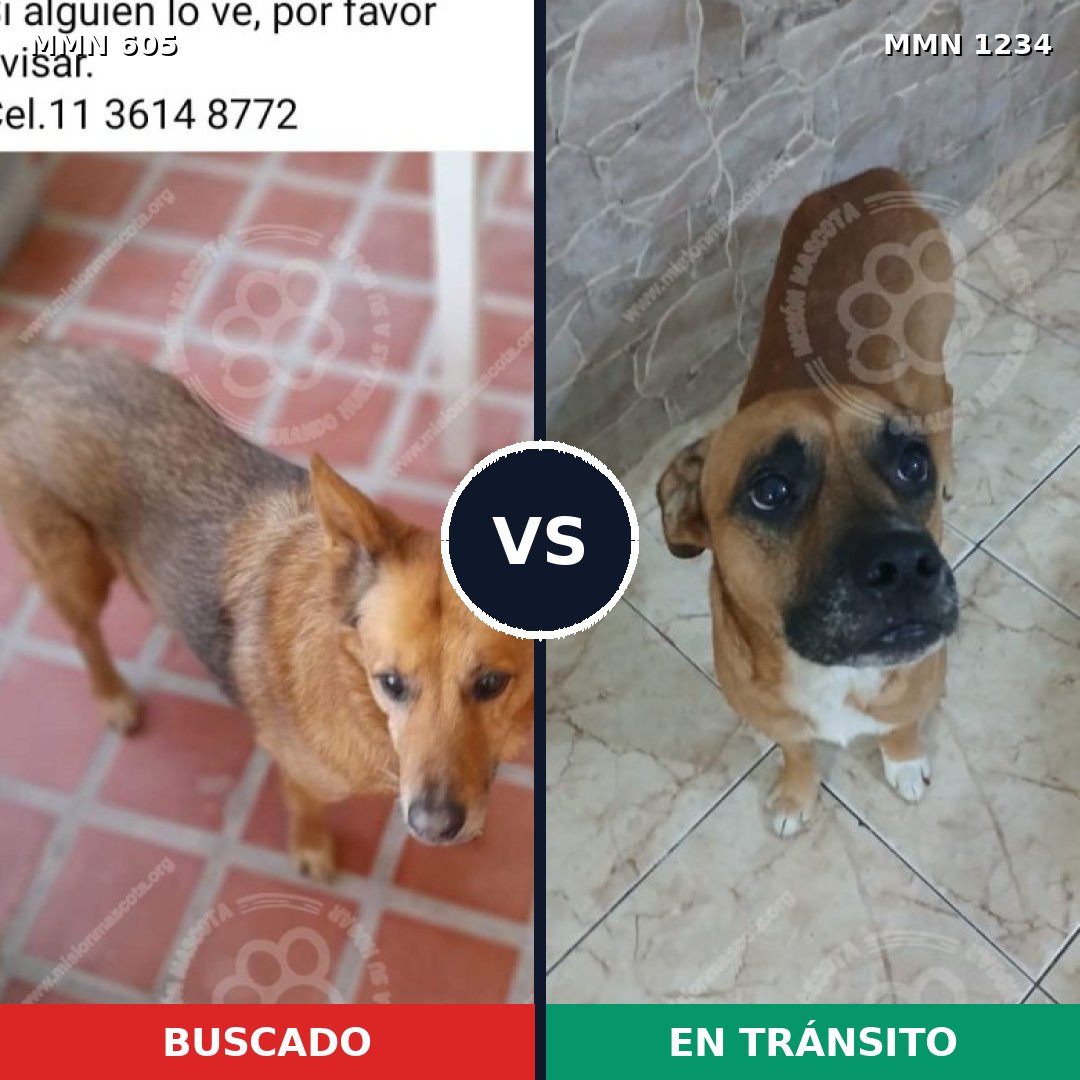 Comparativa MMS 19923: mascota perdida y mascota encontrada, 58% de similitud
