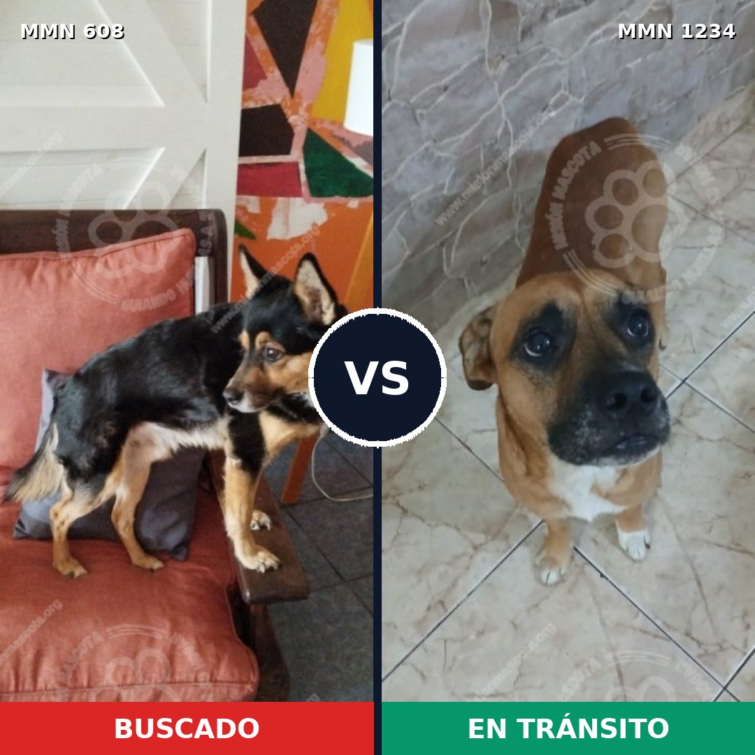 Comparativa MMS 19924: mascota perdida y mascota encontrada, 55% de similitud