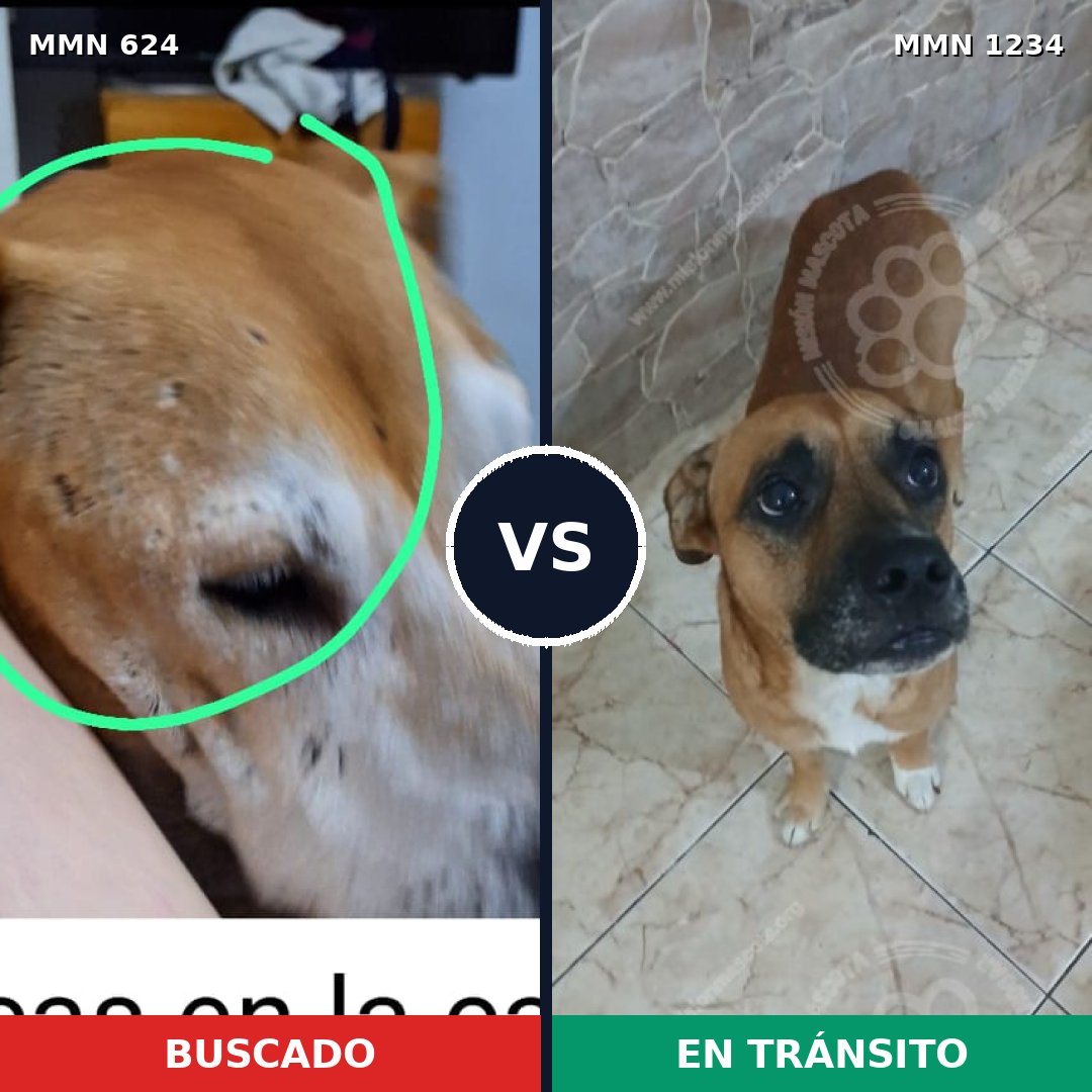 Comparativa MMS 19925: mascota perdida y mascota encontrada, 43% de similitud