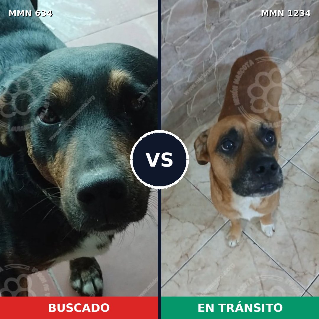 Comparativa MMS 19926: mascota perdida y mascota encontrada, 60% de similitud