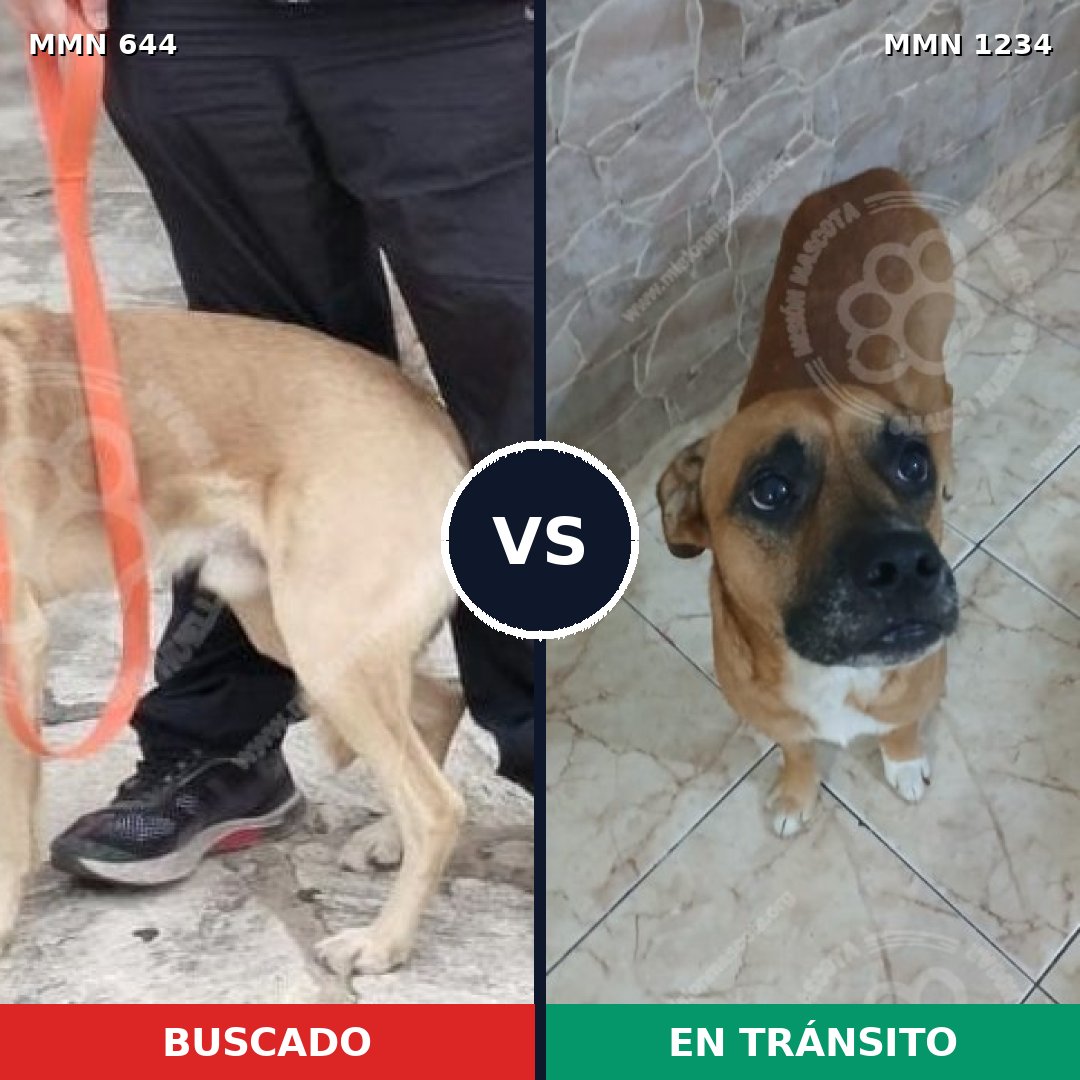 Comparativa MMS 19928: mascota perdida y mascota encontrada, 64% de similitud