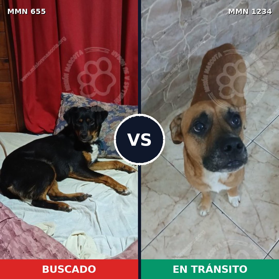 Comparativa MMS 19931: mascota perdida y mascota encontrada, 43% de similitud