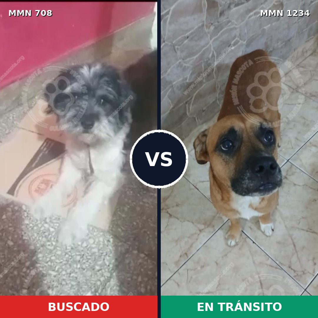 Comparativa MMS 19932: mascota perdida y mascota encontrada, 29% de similitud
