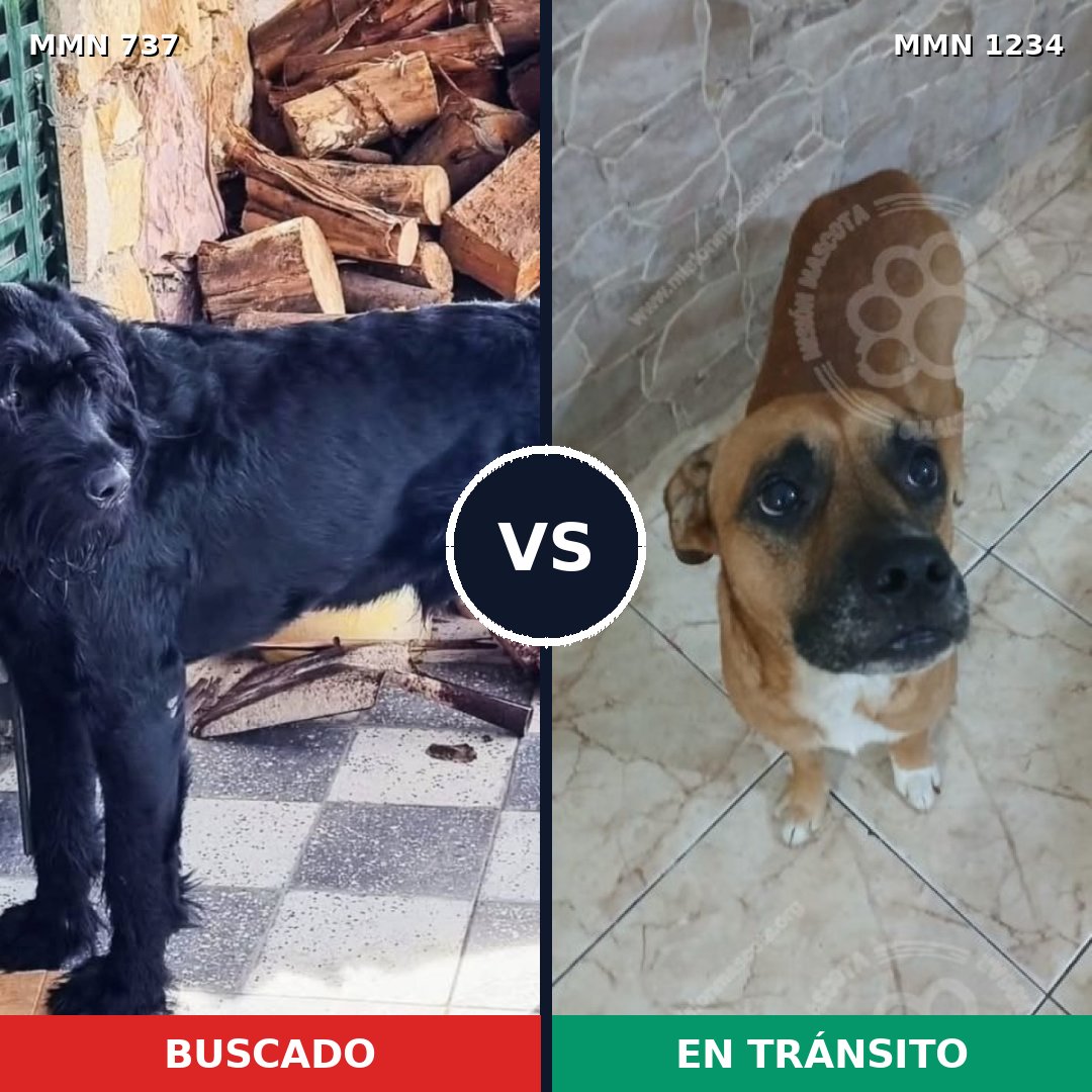 Comparativa MMS 19933: mascota perdida y mascota encontrada, 34% de similitud