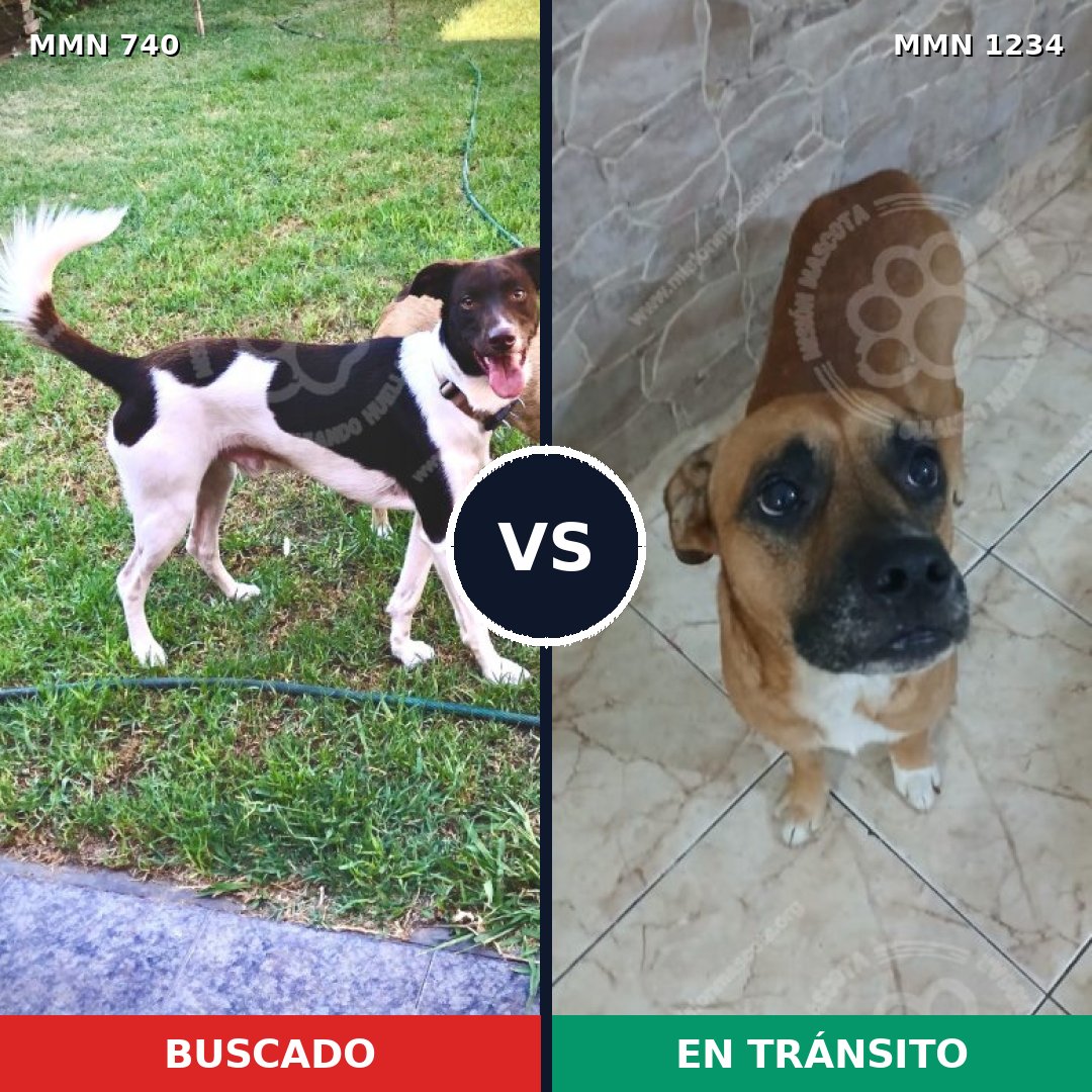 Comparativa MMS 19934: mascota perdida y mascota encontrada, 63% de similitud