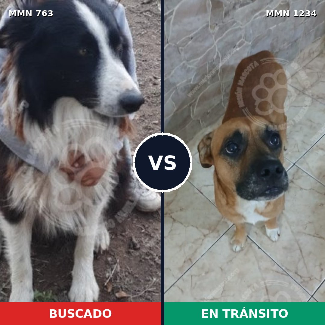 Comparativa MMS 19936: mascota perdida y mascota encontrada, 38% de similitud