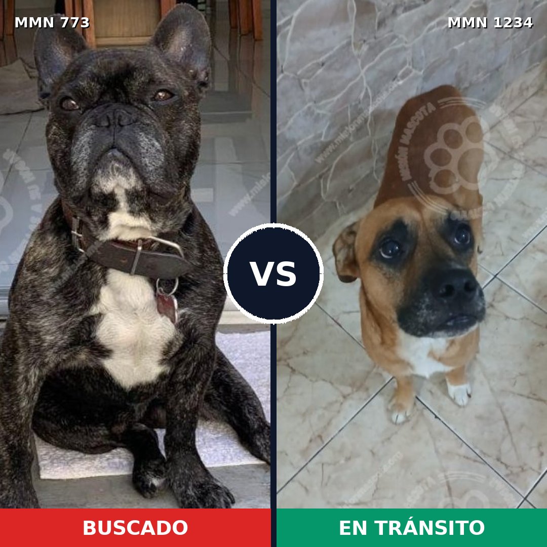 Comparativa MMS 19937: mascota perdida y mascota encontrada, 38% de similitud