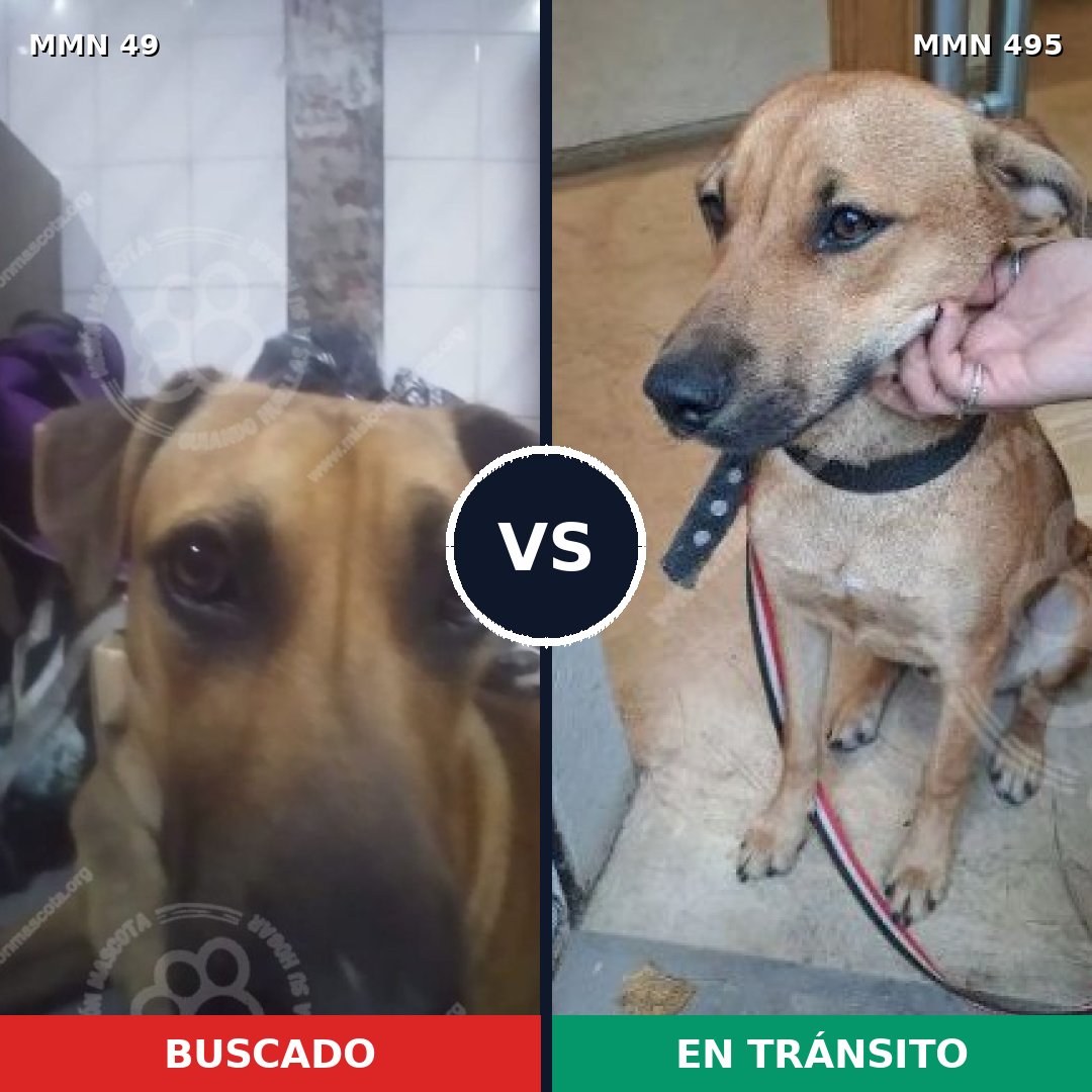 Comparativa MMS 1994: mascota perdida y mascota encontrada, 60% de similitud