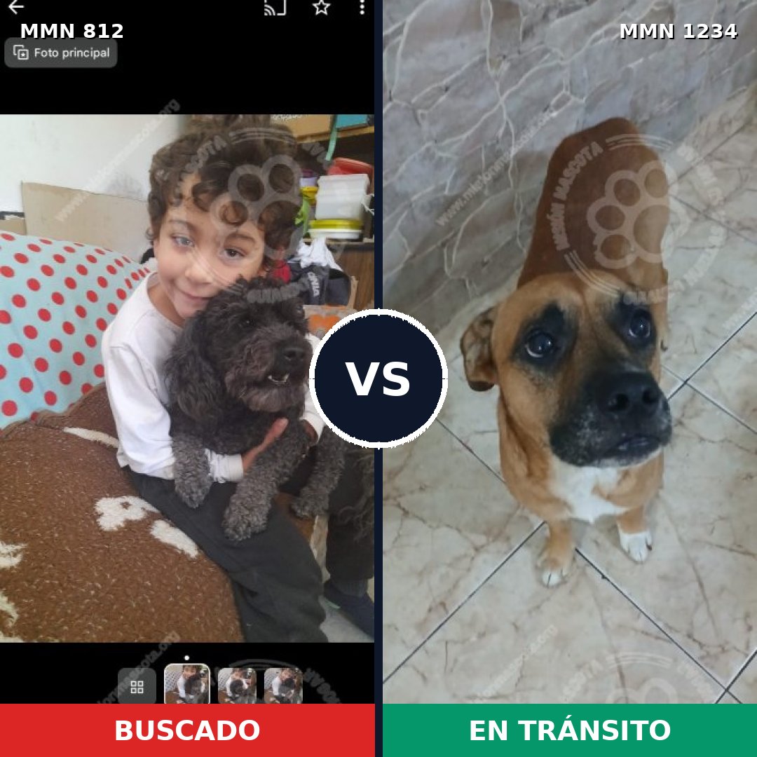 Comparativa MMS 19940: mascota perdida y mascota encontrada, 22% de similitud