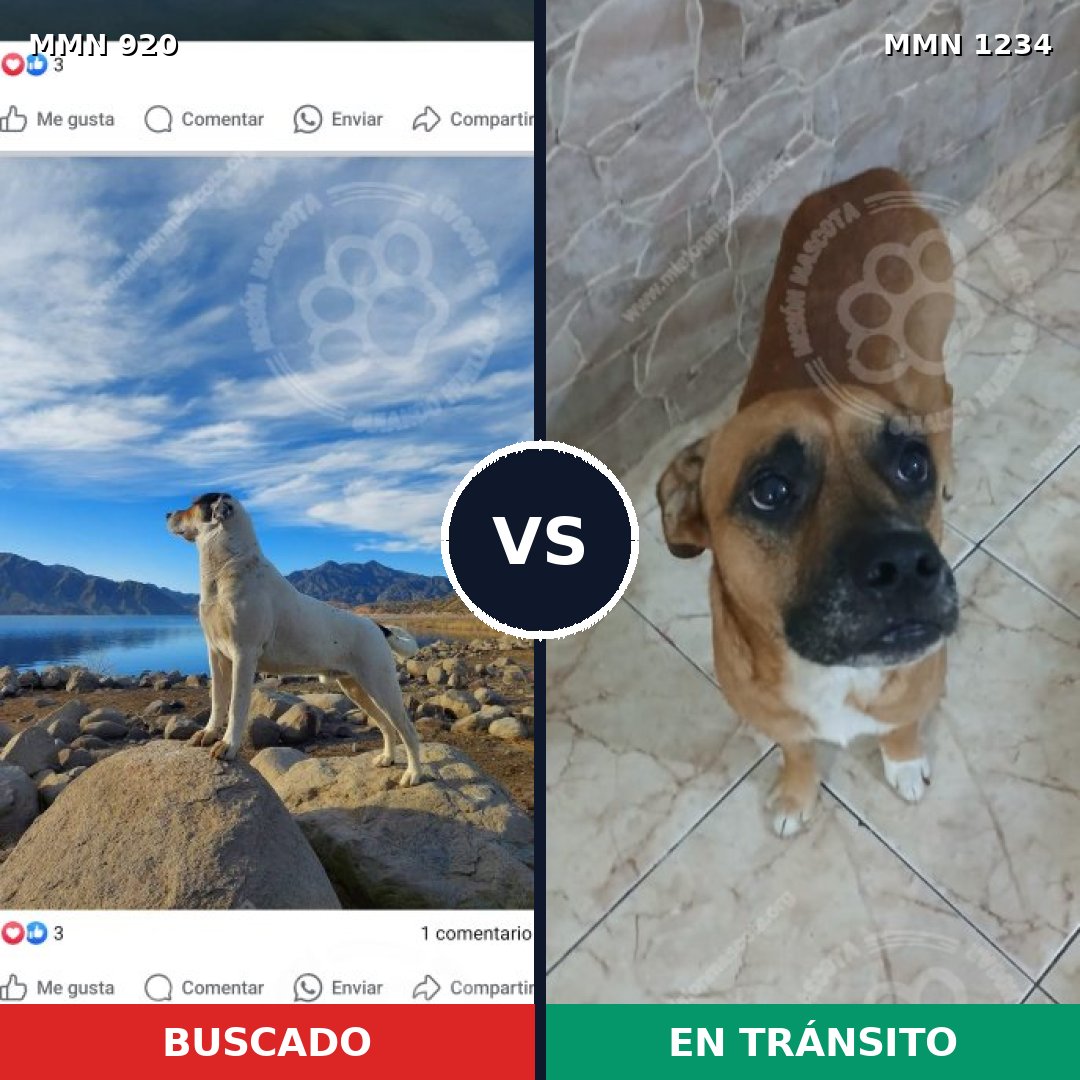 Comparativa MMS 19942: mascota perdida y mascota encontrada, 35% de similitud