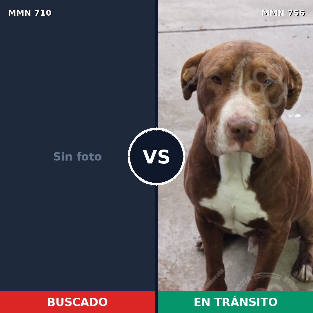 Comparativa MMS 19945: mascota perdida y mascota encontrada, 30% de similitud