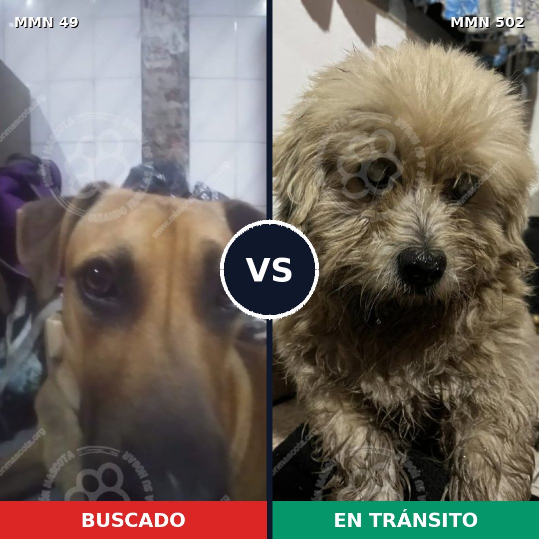 Comparativa MMS 1995: mascota perdida y mascota encontrada, 51% de similitud