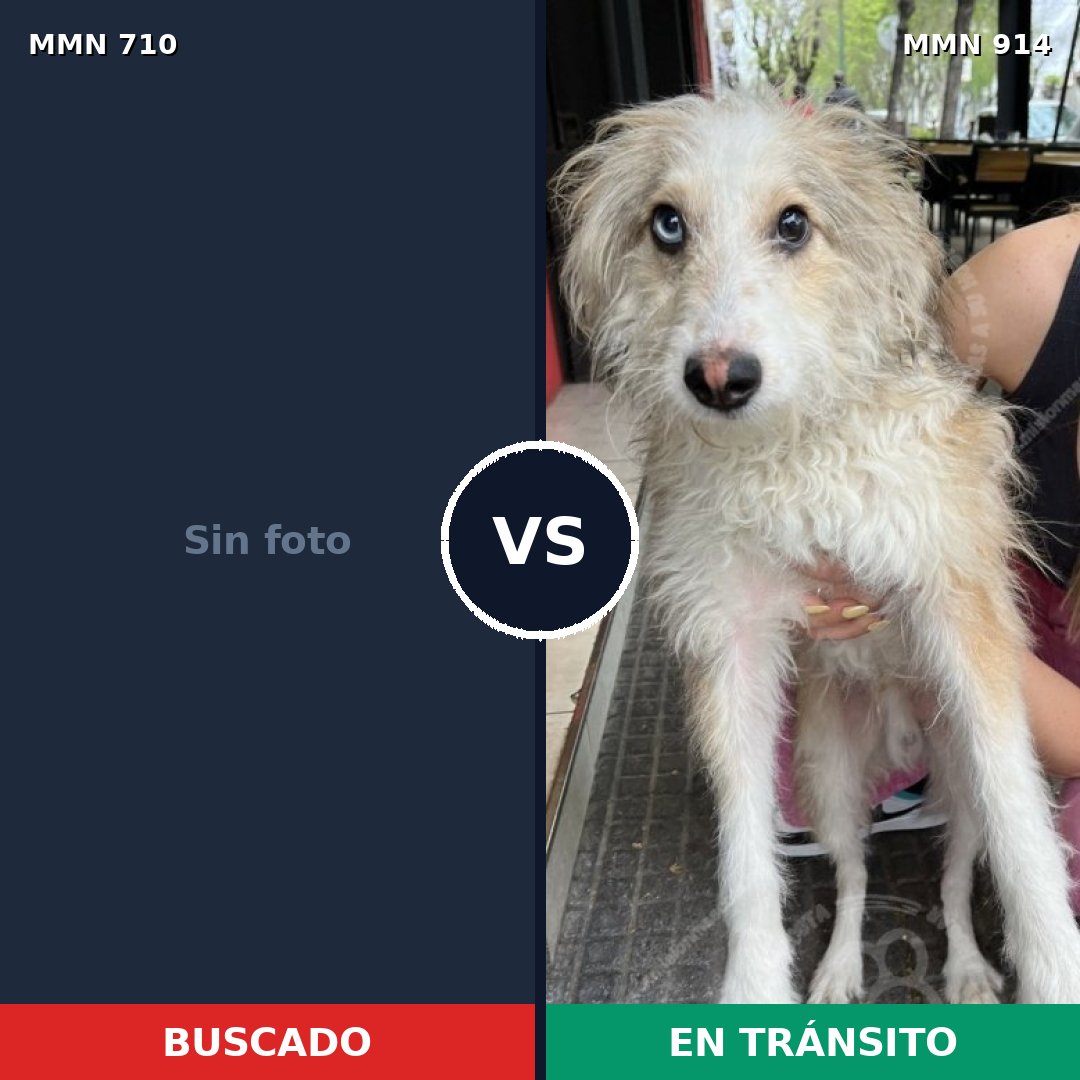 Comparativa MMS 19951: mascota perdida y mascota encontrada, 55% de similitud