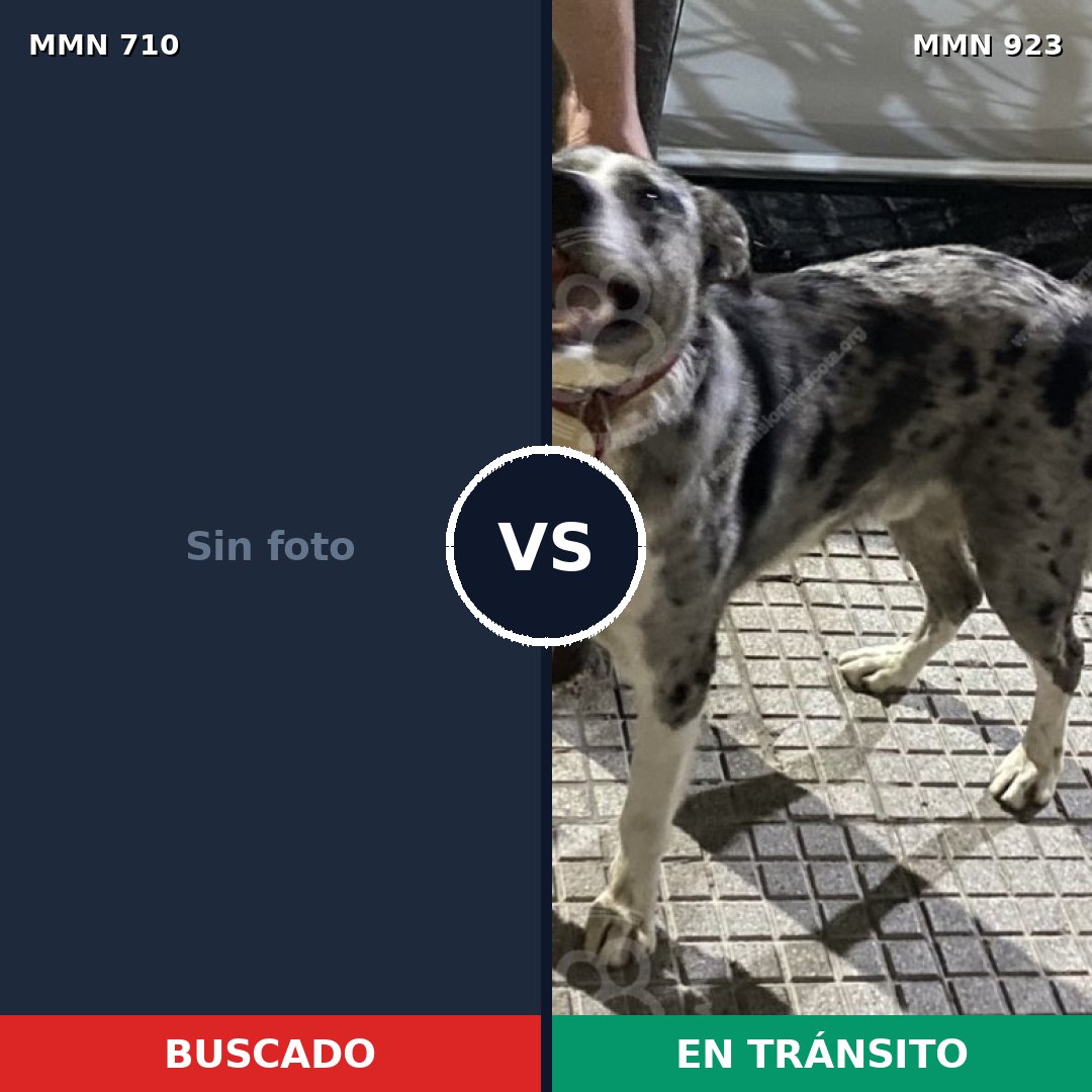 Comparativa MMS 19952: mascota perdida y mascota encontrada, 41% de similitud