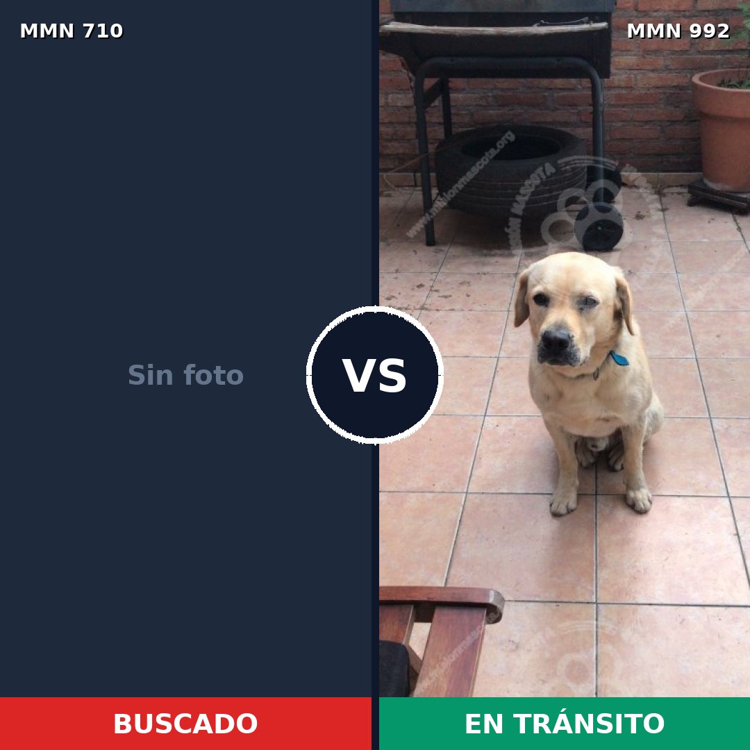 Comparativa MMS 19953: mascota perdida y mascota encontrada, 45% de similitud