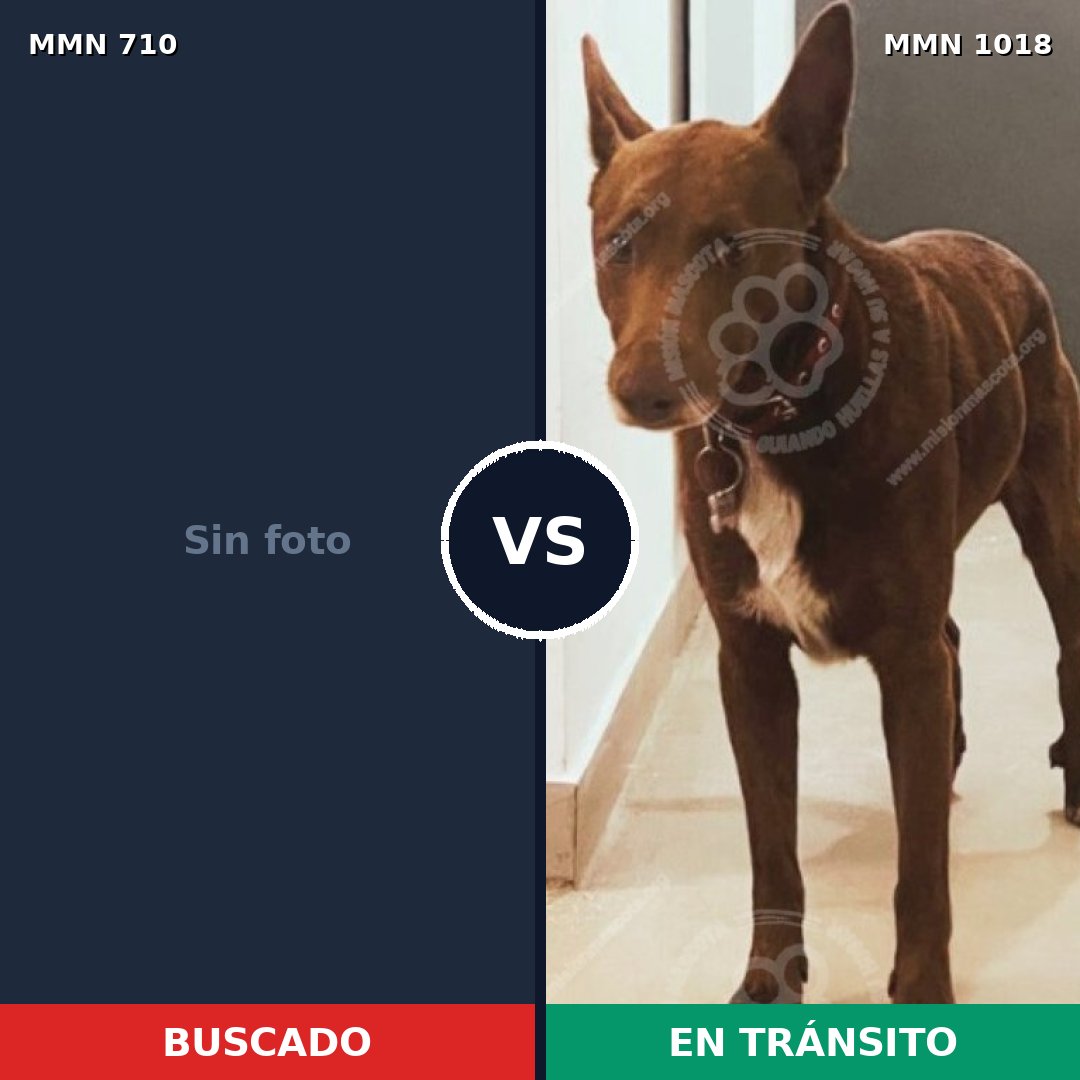 Comparativa MMS 19954: mascota perdida y mascota encontrada, 49% de similitud